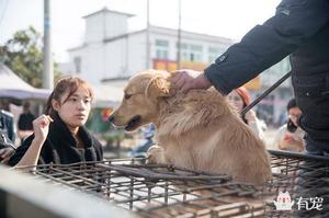 老人推著三輪車當街叫賣黃金獵犬「剝皮現宰」！民眾痛心看不下去，決定合資出錢救狗！