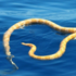 出海捕魚以為哪艘船的繩索落在海上...本想撿起來失物招領，沒想到劇毒海蛇也給漁民給碰上了！！！