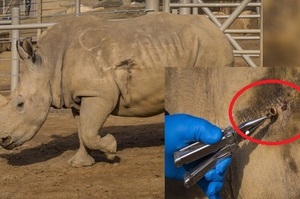 獸醫用鑷子在犀牛傷口中夾出一塊金屬，沒想到這一小塊碎片...竟然差點要了犀牛的命！！(影片)