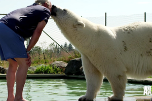 超溫馨！飼育員撿到北極熊將他照顧長大後...每天起床第一件事就是給飼育員感激的一吻！（影片）