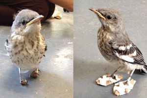 替受傷的反舌鳥受傷穿上「鞋子」？動物協會讓救援充滿創意，結果真的讓網友瞬間覺得「超萌」的呀！