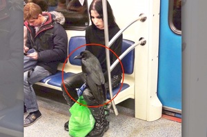 「手機滑一半抬頭，差點被對面乘客笑死！」這些出現在地鐵的可愛乘客...每一張都讓人眼睛狂噴愛心！