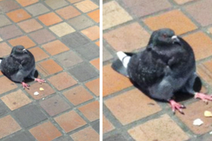 逛街到一半，竟遇見「小胖鴿」呆坐地上！仔細一看...網友當場笑到翻！！