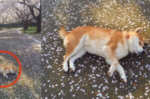 帶我家柴犬看「櫻吹雪」，結果這隻根本都在睡....真的讓看的人完全笑噴！（圖+影片）