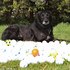 「牠幫我省了一筆財富！」牧羊犬12年來送給主人「5.1萬顆」高爾夫球：「我不知道如何處理掉那麼多球」