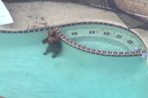 天氣太熱～大黑熊跑到人家後院玩水消暑，遇到超兇護衛狗只能「熊急跳牆」超狼狽！