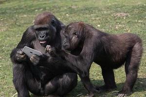 大猩猩撿到遊客掉落的Ipad...下一秒的反應讓網友笑翻：「還以為是蘋果新一季的廣告咧~XD」
