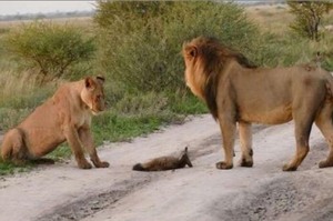 受傷的狐狸被獅群團團包圍，公獅準備張口享受晚餐時...想不到一旁的母獅竟然出手保護牠？！(影片)