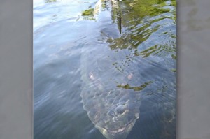 釣魚的時候看見水裡有張臉對著自己笑，仔細一看...竟然是這麼恐怖的生物！！(影片)