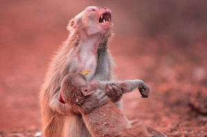 「喔!不～!!!!」母猴抱著奄奄一息的孩子仰天長嘯！攝影師拍到的罕見畫面..網友看了全心碎！！
