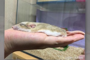 這隻倉鼠平時長相就已經夠可愛了，但看到牠「融化成液體」的睡姿...真的萌到網友全都受不了啦!!!