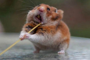 鼠鼠超激動開吃麵條，結果引發一場「修圖大戰」....每張照片真的讓人看了噴笑到不行！