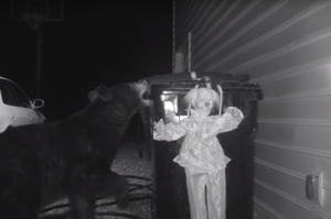 居民為阻止黑熊夜晚翻垃圾桶，放「小丑」守門反而讓人看得背脊發涼！（影片）