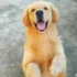 黃金獵犬在門外玩耍，主人聽到慘叫聲衝出門看，眼前景象卻讓他心痛到飆淚！