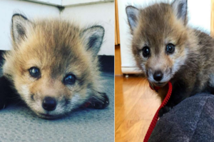 四星期大的小狐狸出生在皮草廠差點變成衣服，所幸牠可愛的容顏和大眼睛救了牠一命。