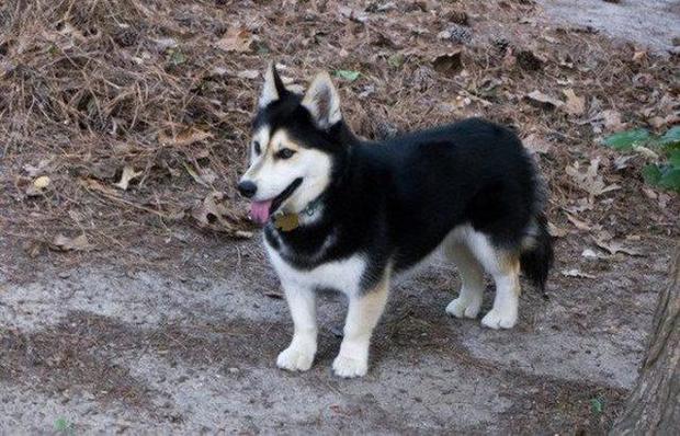 柴犬 鬆獅 哈士奇 18隻柯基混血兒 看完後網友都覺得