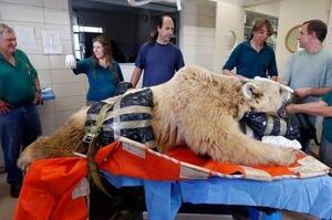 大棕熊因為「閃到腰」被送醫急救，背後原因卻讓人哭笑不得，網友笑翻：「果然是運動太激烈了啦XD」