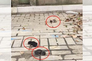 三隻小奶貓被丟在街上，本想把他們帶回去好好照顧...沒想到竟是樓上房客丟的，而且竟然還說...聽了真的人神共憤！！