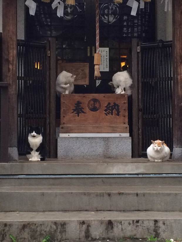 喵星人神社躲雨有排練過 一貓一角落超對稱彷彿 護宮神喵