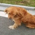 被遺忘的等待...黃金獵犬高速公路旁癡癡等待主人5天，堅信主人會回來找牠...