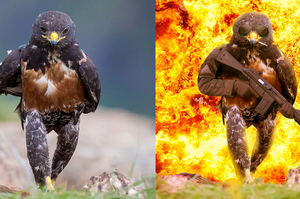 攝影師拍到姿勢超帥氣的霸氣老鷹，意外引發網友的P圖大戰...結果老鷹就變成了諧星XD