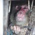 夭壽喔！泰國熊猴與垃圾老鼠為伍長達25年，成功獲救後再次感受風的吹拂