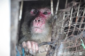 夭壽喔！泰國熊猴與垃圾老鼠為伍長達25年，成功獲救後再次感受風的吹拂