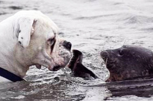 狗狗超深情望著海獅準備要親下去，沒想到海獅超嫌棄的反應.....瞬間讓人噴笑到不行！