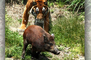 眼見老虎就要追上來了，沒想到野豬陷入絕境也要奮力一擊的超猛反應...瞬間讓人驚訝到不行！