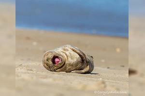 超萌海豹慵懶享受日光浴，看牠狂打哈欠、伸懶腰的樣子...網友表示：「好想當海豹呀~~~」(影片)