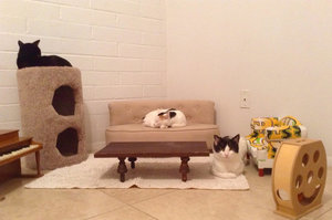 「我承認我是瘋狂愛貓一族」，主人幫貓咪設計專屬客廳，迷你版鋼琴和傢俱超吸睛！