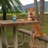 「我要當麻麻真正的兒子」這隻柴犬有天決定要當人類，牠的一舉一動真是令人驚呆了@@