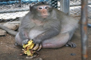 每天有一群小弟為牠覓食，猴子老大「肥叔」因過重而被抓起來強制減肥