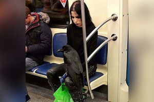 948794狂！暗黑「哥特系」女子帶著超猛寵物「烏鴉」坐捷運，民眾都不敢靠近她們了！