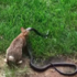 大黑蛇即將吃掉兔寶，超勇敢兔媽媽竟然...看的人都超感動！（影片）
