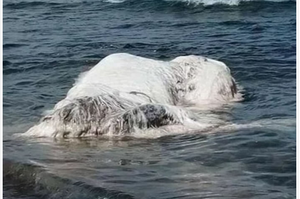 「海裡的北極熊!!!!?」巨大白色毛怪擱淺在海灘上，民眾擔憂是大地震前兆...專家指出的結果卻讓眾人大吃一驚！