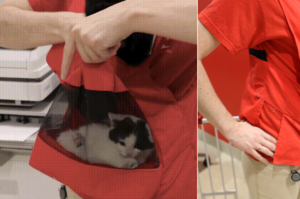 可愛又有創意！「百寶袋背心」讓員工可以騰出雙手，背著小貓幫助社會化！（而且還很好玩）