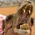生活在沙漠的駱駝，嘴巴打開竟然會是這個樣子...看完以後真的都不敢在挑食啦!!!!