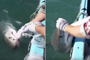 「滾你X的！」大白鯊扯網想偷吃，澳洲狂漁夫一拳打在大白鯊的鼻頭上！網友稱「狂老爸」（影片）