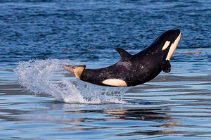 世界上最快樂的鯨魚寶，攝影師捕捉到虎鯨在海上開心到飛起來...真的讓看的人眼睛狂噴愛心！