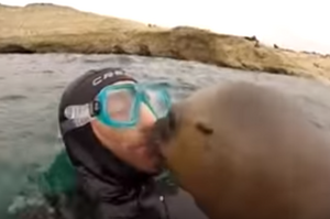 「我們才認識不到3秒鐘欸」潛水潛一半有隻海獅游過來強吻我，而且吻完竟然還馬上開溜... (影片)