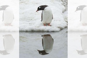 「魔鏡阿魔鏡～誰是世界上最可愛的企鵝」小企鵝對著水面一直照鏡子...自戀的模樣真的超像網紅的ＸＤＤ