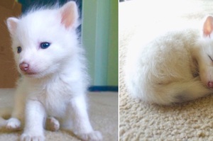 超稀有！赤狐寶寶擁有一身雪白毛皮，牠超像汪汪的超萌模樣...真的讓看的人眼睛狂噴愛心！（影片）