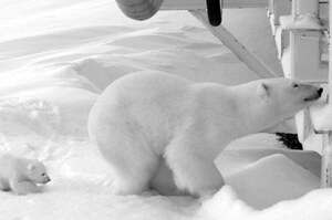 發現附近有北極熊媽媽待產...霸氣企業下令封閉唯一對外道路！還派專家24小時監控母子安危！