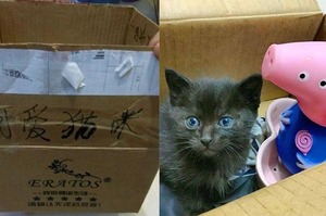 垃圾堆中的紙箱上寫著「可愛貓咪」，接著聽見了虛弱的貓叫聲...翻遍整區垃圾終於找到這隻幼喵...趕緊帶著他去醫院檢查！