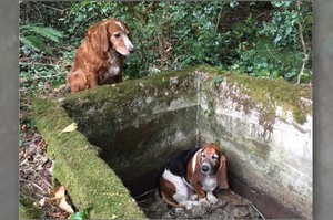 狗狗下山找人求救，又突然往深山的方向跑去，跟著牠走進森林裡後才發現原來還有另外一隻狗狗！！