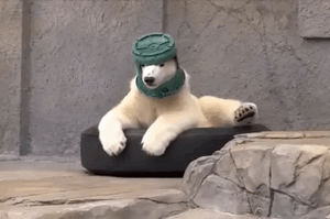 北極熊寶寶把「水桶」戴到頭上後，就不肯脫下來了...看來牠的夢想應該是當太空人吧XD(動圖)