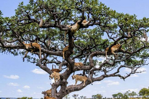這棵樹上居然長滿了「獅子」！？知道原因後讓網友全笑翻：「也太遜了吧XD」