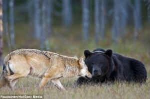 大棕熊朝著灰狼慢慢逼近...本以為會是一場激戰！沒想到接下來發生的畫面令人難以置信，大喊：「太浪漫了吧！」