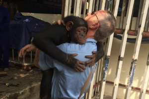「謝謝你把我從鐵鍊下解救出來」黑猩猩深深擁抱牠的救命恩人與他道別致謝